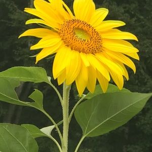 Meet your Posher, Deborah